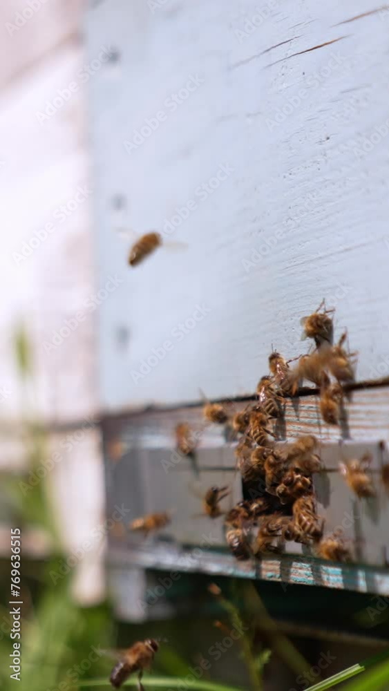 Beautiful insects slowly returning to their hive at daytime. Bees crowding at the enter slot of wooden hive. Close up. Blurred backdrop. Vertical video