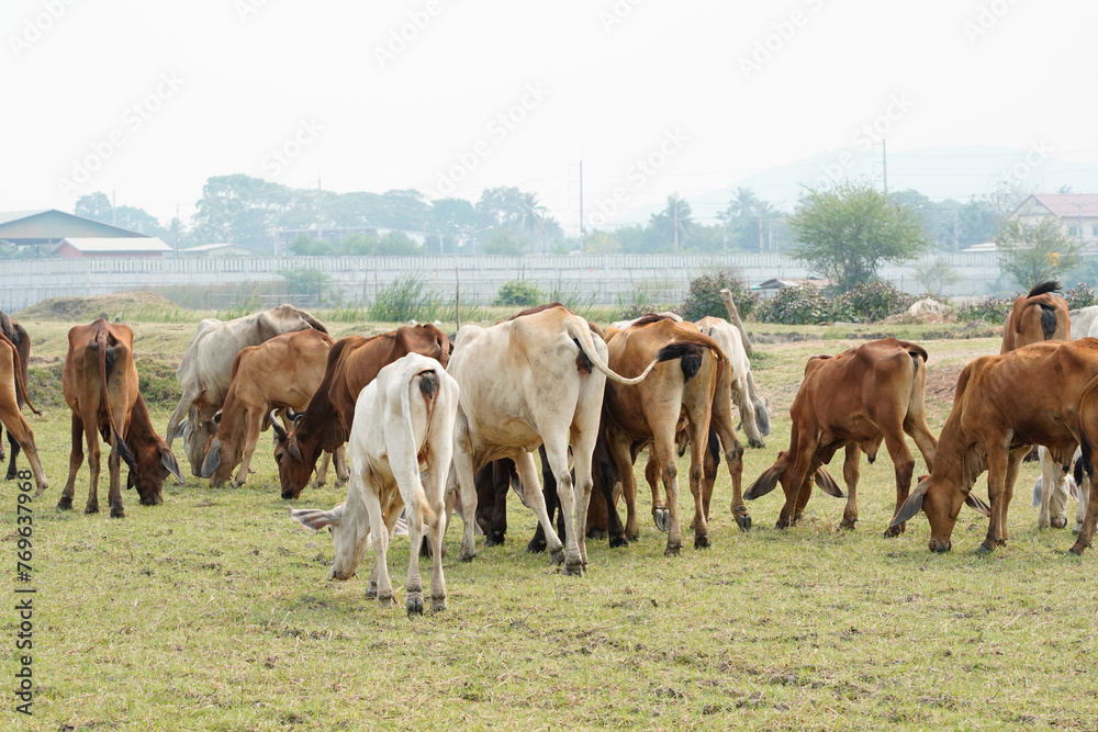 Cow in the green grass