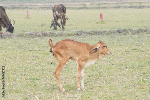 Fototapeta Naklejka Na Ścianę i Meble -  Cow in the green grass