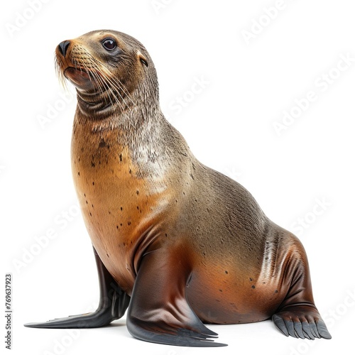 Sea-Lion isolated on white background © thesweetsheep