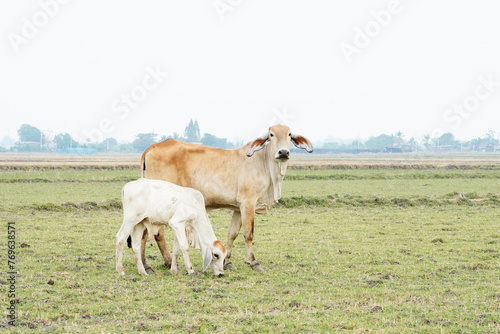 Fototapeta Naklejka Na Ścianę i Meble -  Cow in the green grass
