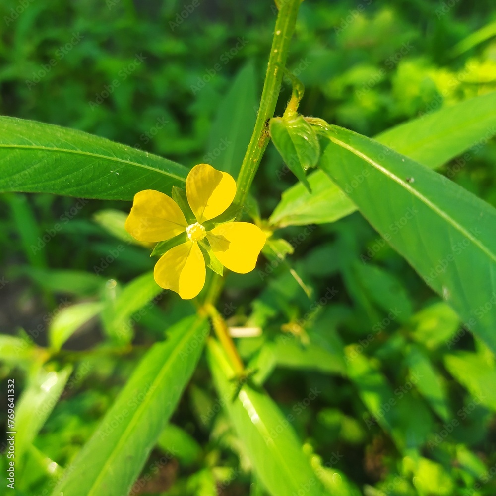 Obraz premium Separate four-petal yellow plant