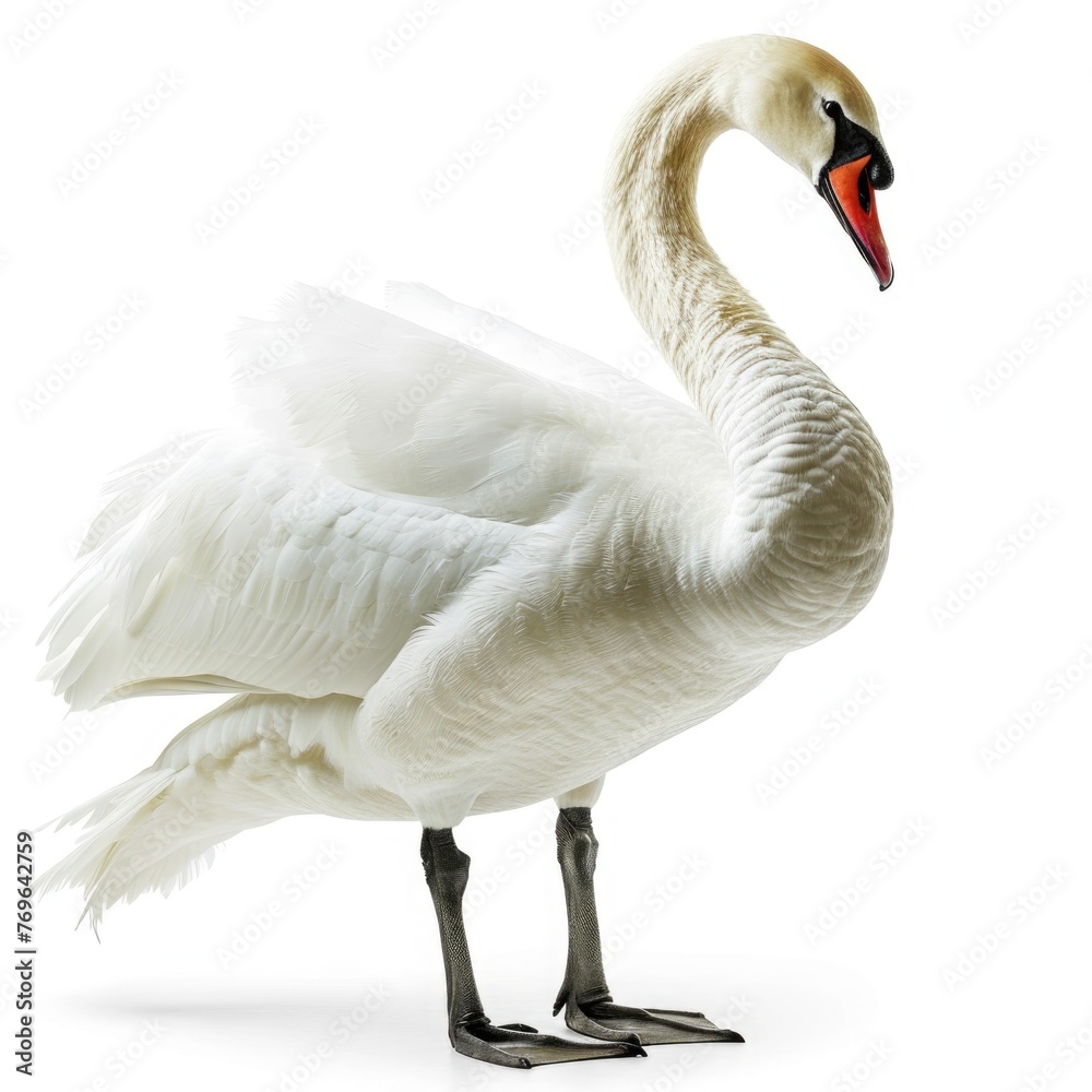 Swan isolated on white background Swan isolated on white background