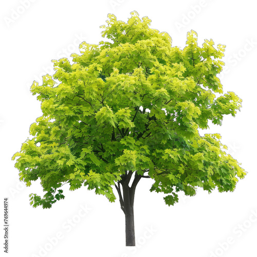 tree isolated transparent background png isolated on white background