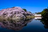 彦根城　佐和口多聞櫓の桜