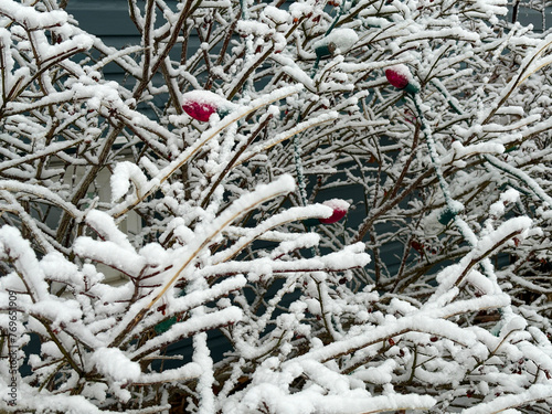 Close-up of Christmas lights on an outdoor tree, with a light covering of snow, day.