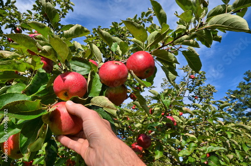 Apfelernte mit Hand am Apfelbaum, Bioäpfel