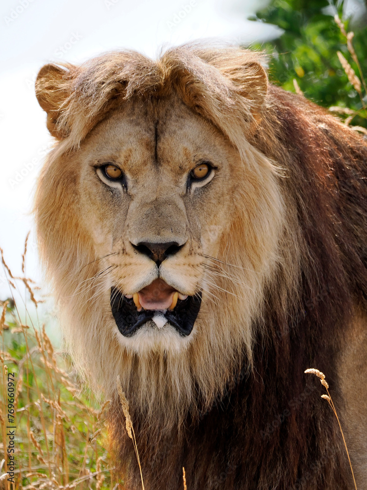 Portrait of lion (Panthera leo) with the open mouth 