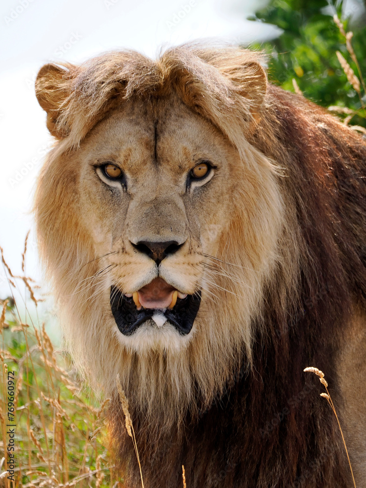 Portrait of lion (Panthera leo) with the open mouth Portrait of lion (Panthera leo) with the open mouth