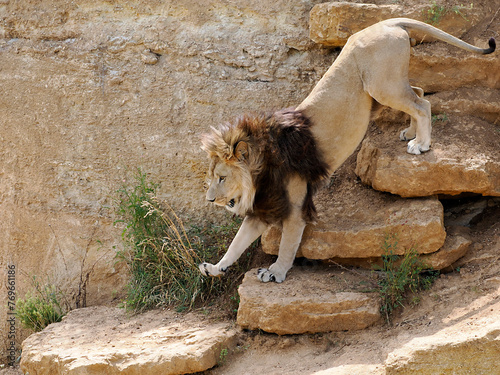 Lion (Panthera leo) descending the rocks 
