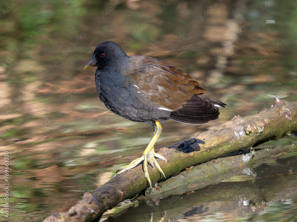 Moorhen Standing on a Stick in a Lake Moorhen Standing on a Stick in a Lake