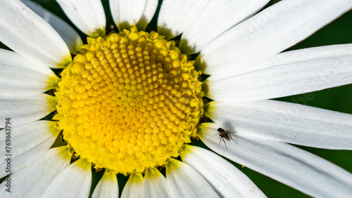 Margeriten Makrofotografie Kleines, ganz groß