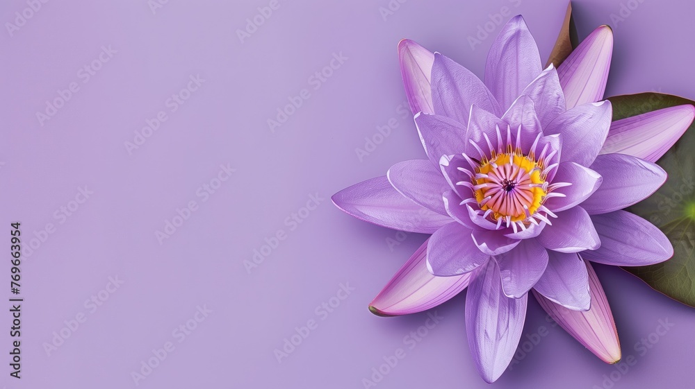 A beautiful purple lotus flower with a visible yellow center on background.