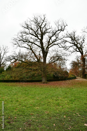 Bench under tree Hanau Wilhelmsbad park nature ancient hessen photo