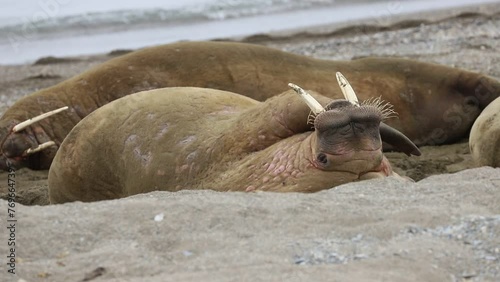 Walrus scratching his head iying on the beach of Svalbard (Spitsbergen). Arctic wildlife in a nutshell photo