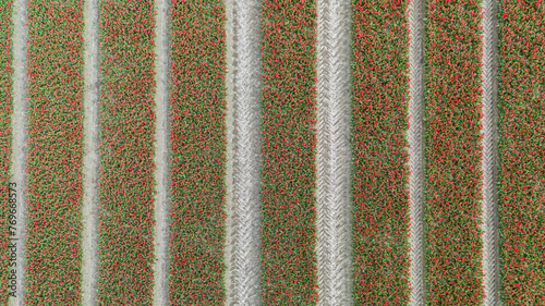 red tulip fields in spring in the netherlands dronehoto top view
