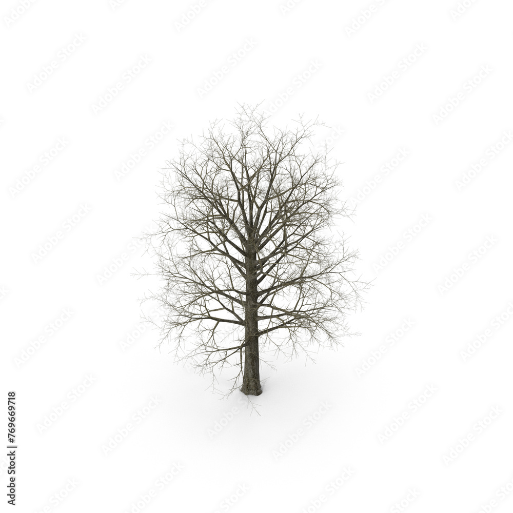 Fototapeta premium Red Oak Tree Winter