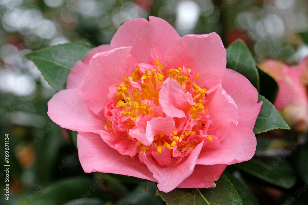 Bright pink double peony Camellia japonica 'Laura Boscawen' in flower.
