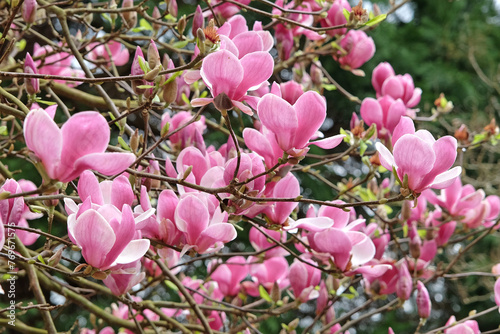 Pink saucer Magnolia soulangeana 'Triumphans' in flower. photo
