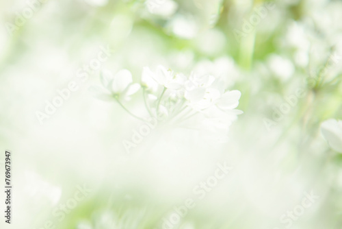 Background with allium flowers