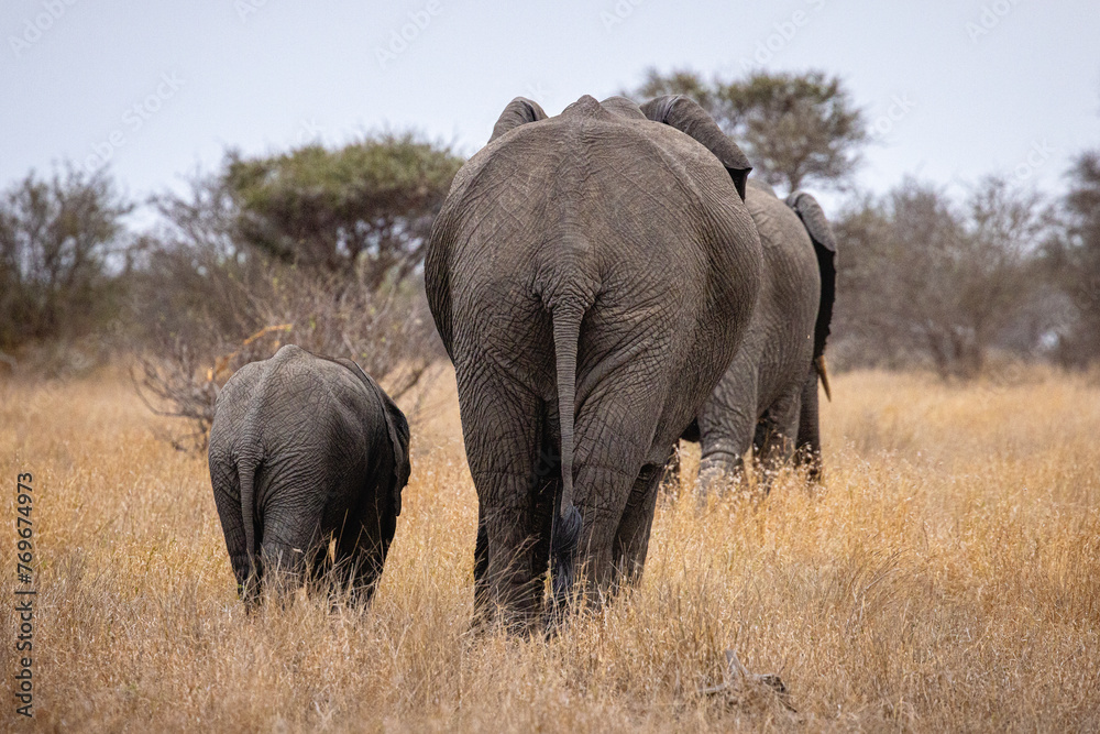 elephants in the savannah