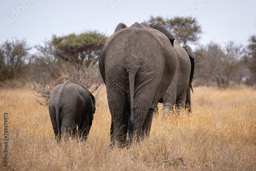 elephants in the savannah © Reinhard