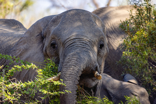 portrait of an elephant at kruger nationalprk south africa © Reinhard