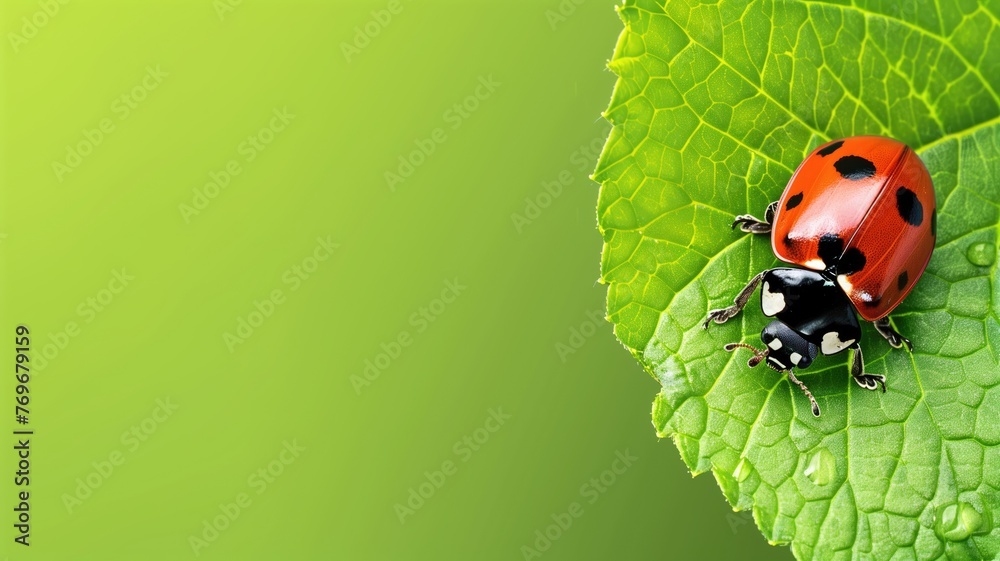 A vivid red ladybug on a green leaf with dewdrops against background. - obrazy, fototapety, plakaty 