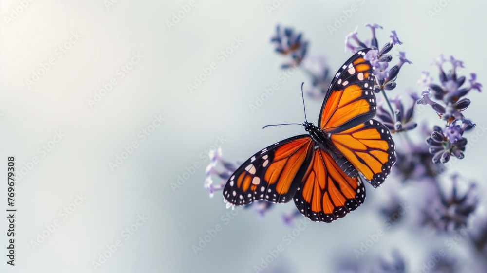 Obraz premium A vibrant Monarch butterfly perched delicately on purple flowers against a soft blue background.