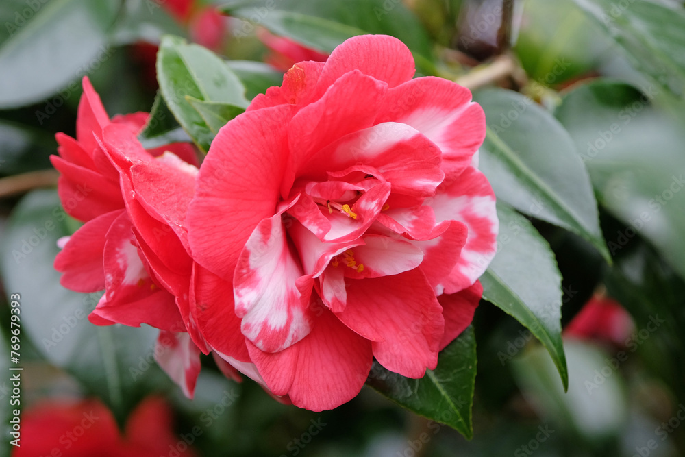 Red and white semi double variegated Camellia japonica 'Mercury Variegated' in flower.