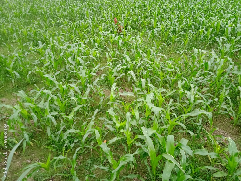 Obraz premium Hen at the corn field