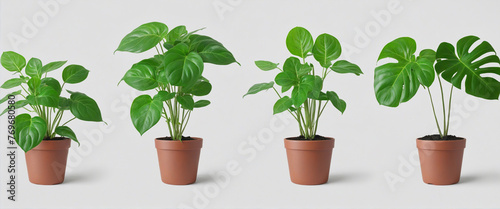 Set monstera trees have a newborn and three adult leaves colorful background © Fukurou