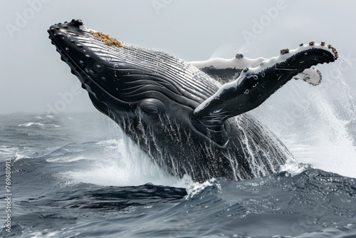 A humpback whale breaching © Emanuel