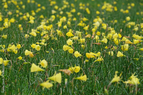 Yellow Narcissus bulbocodium, the petticoat daffodil or hoop-petticoat daffodil, in flower. photo