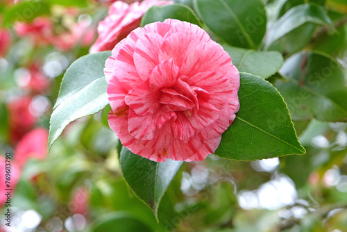 Red and pink variegated Camellia japonica 'Comte de Gomer' in flower. photo