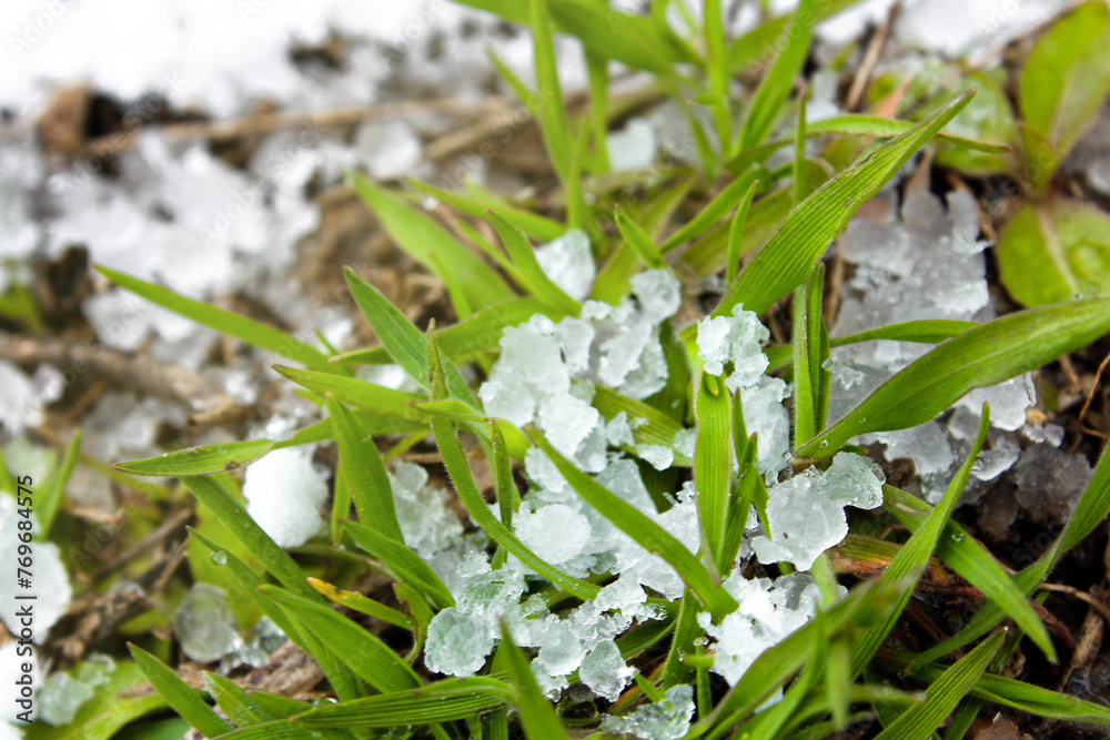 Hail on green grass after hailstorm. Concept of weather and meteorology. Natural phenomenons