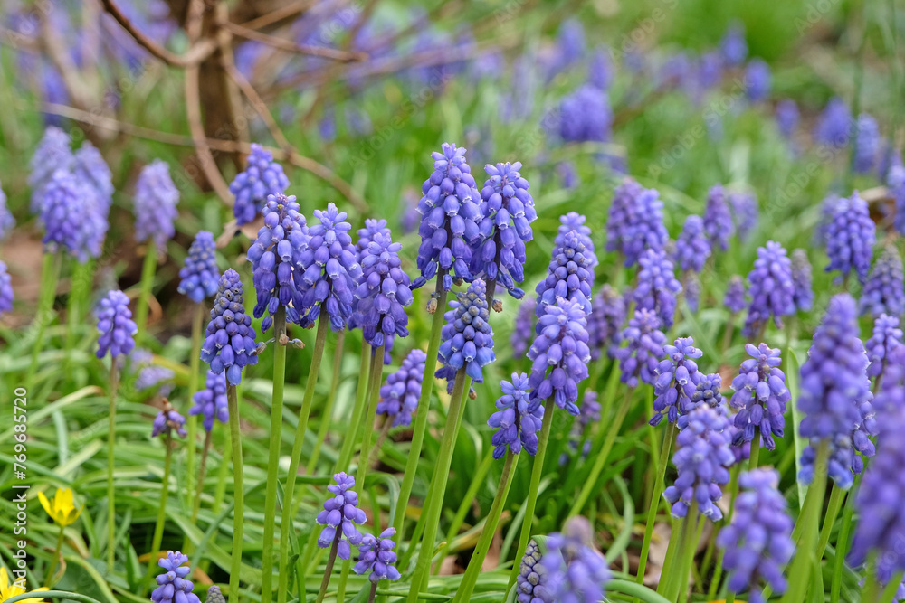 Blue Mascara, or grape hyacinth, in flower.