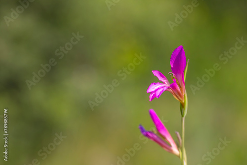 Details of field gladiolus flower (Gladiolus italicus) on green background photo