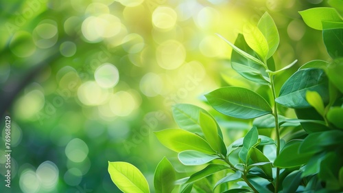 Close-up of fresh green leaves with a soft-focus bokeh background illuminated by sunlight.