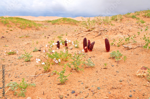 Goyo flower on Gobi desert, Mongolia photo