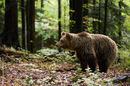 Brown bear is looking for food in a european forest. Image taken in autumn.