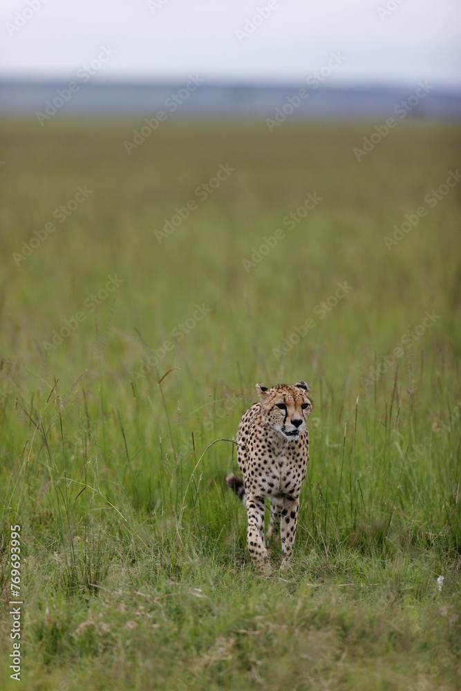 Naklejka premium Cheetah walking through tall green grass in Masai Mara National Reserve, Kenya