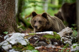 Brown bear is looking for food in a european forest. Image taken in autumn.