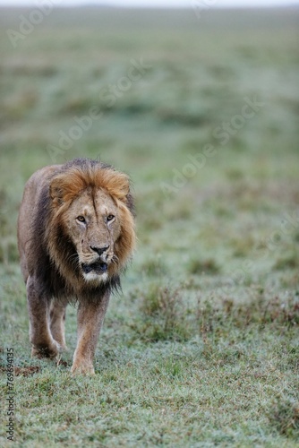 Majestic male lion walking in Masai Mara National Reserve