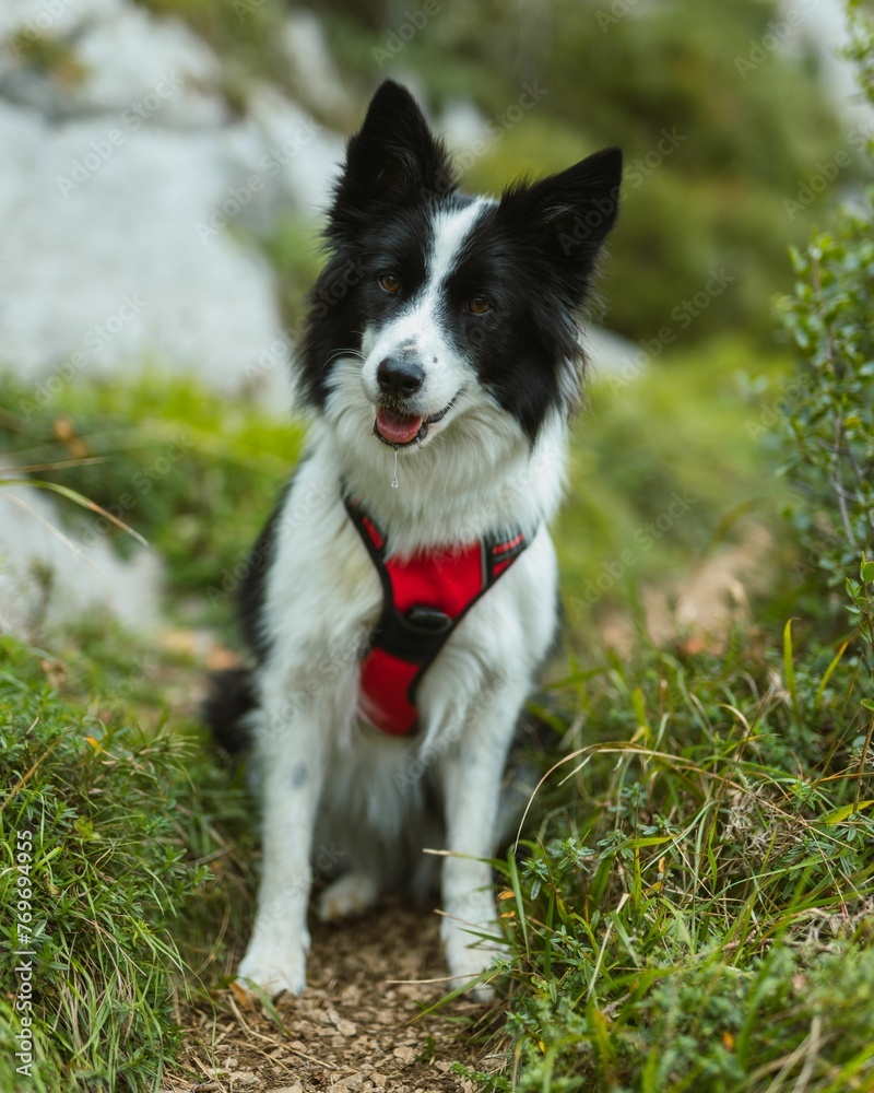 Cheerful border collie wearing a vibrant red harness in a picturesque mountain trail