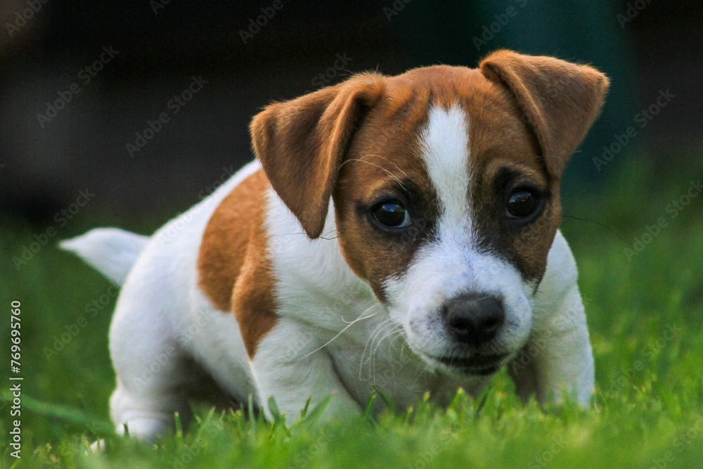 Adorable Jack Russell Terrier dog in a lush, grassy meadow.