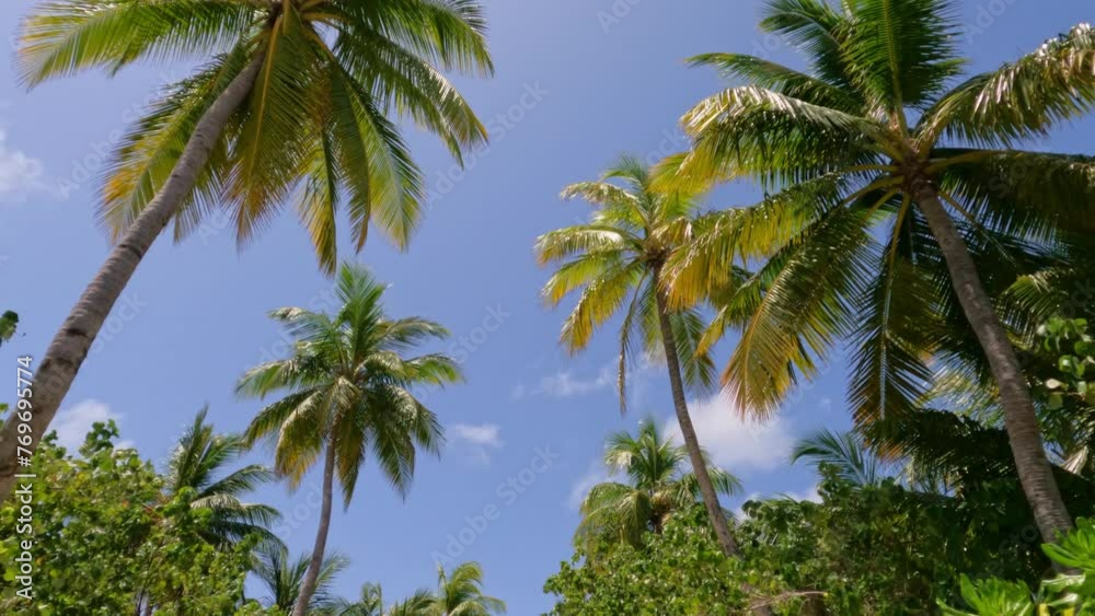 Scenic view of tropical palm trees on the way to the beach on a sunny summer day Scenic view of tropical palm trees on the way to the beach on a sunny summer day