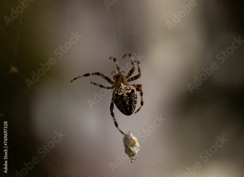 Closeup shot of a garden spider on a cobweb with prey