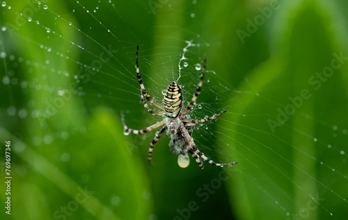 Selective focus shot of a wasp spider on a cobweb with water droplets