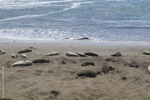 elephant seals lay on the beach and rest in their nest